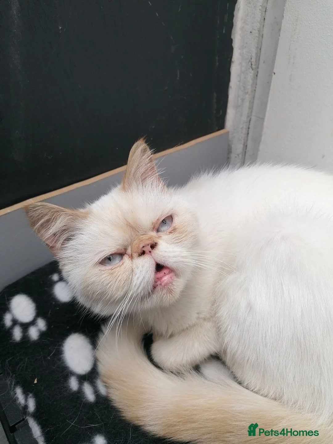 Exotic cats for sale: Exotic shorthair /Persian looking for forever home - Advert 6