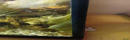 Other/Mixed Breed fish for sale: Mixed fish see description rehome urgently - Advert 4