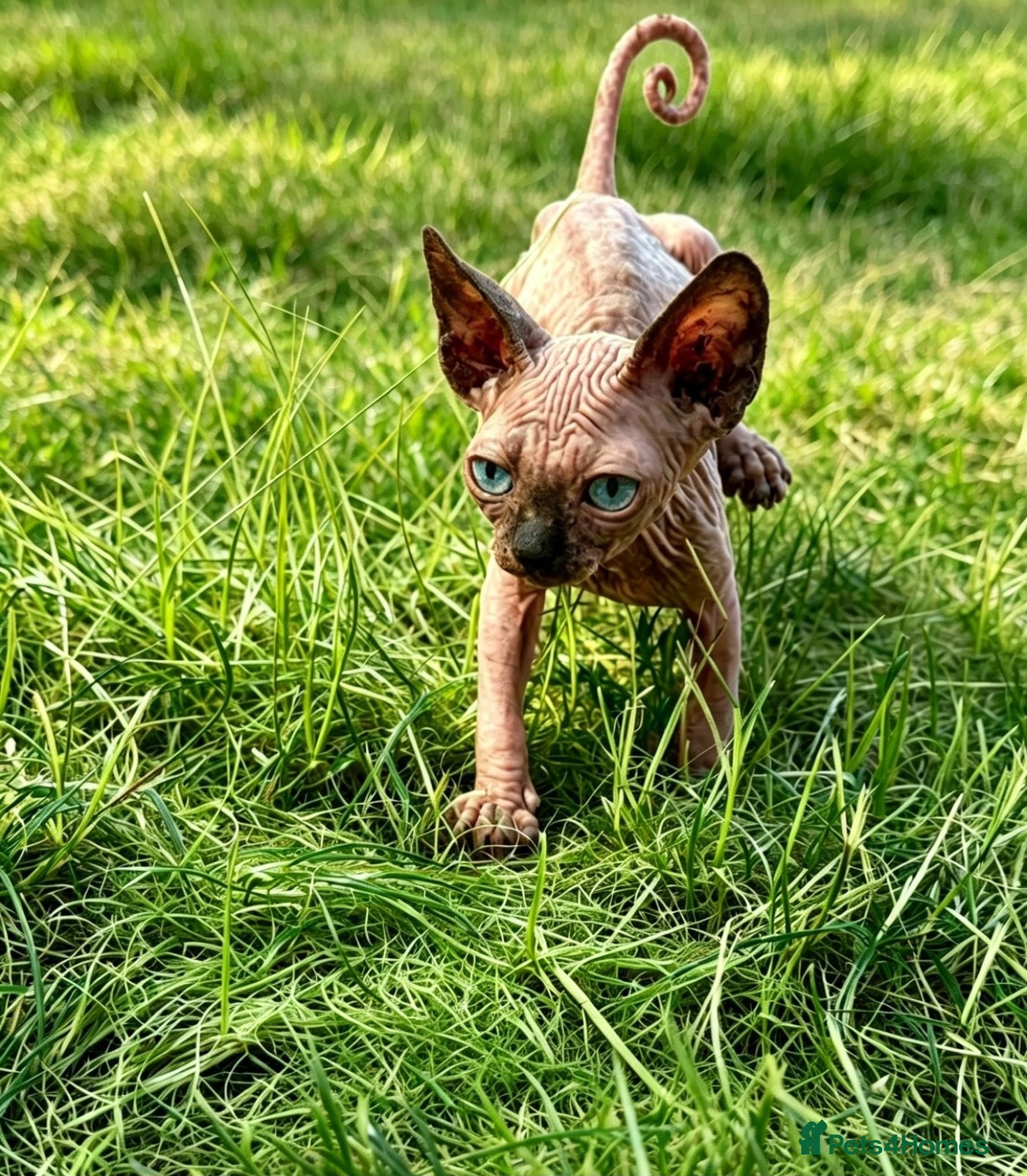 Sphynx cats Tics registered sphynx kittens  - Advert 1