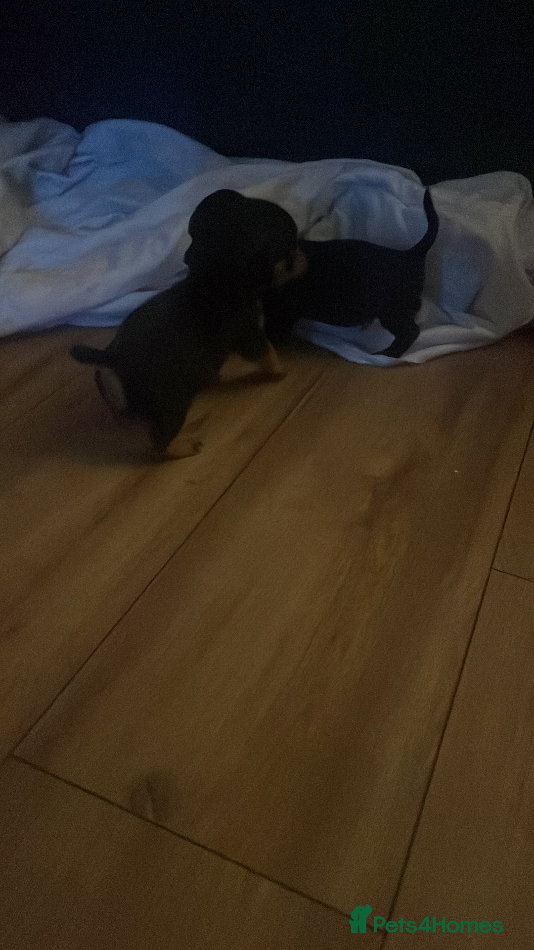Mixed Breed dogs for sale: Beautiful puppies - Image 10