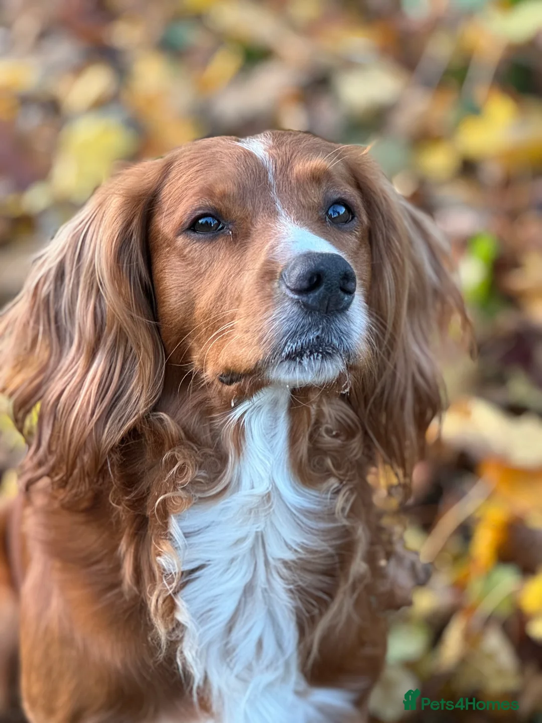 Cocker Spaniel dogs for stud: K.C Deep Red Working Cocker Proven Stud in Cramlington - Advert 23