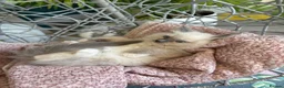 Ragdoll cats for sale: TICA & GCCF pedigree ragdoll kittens - Advert 17