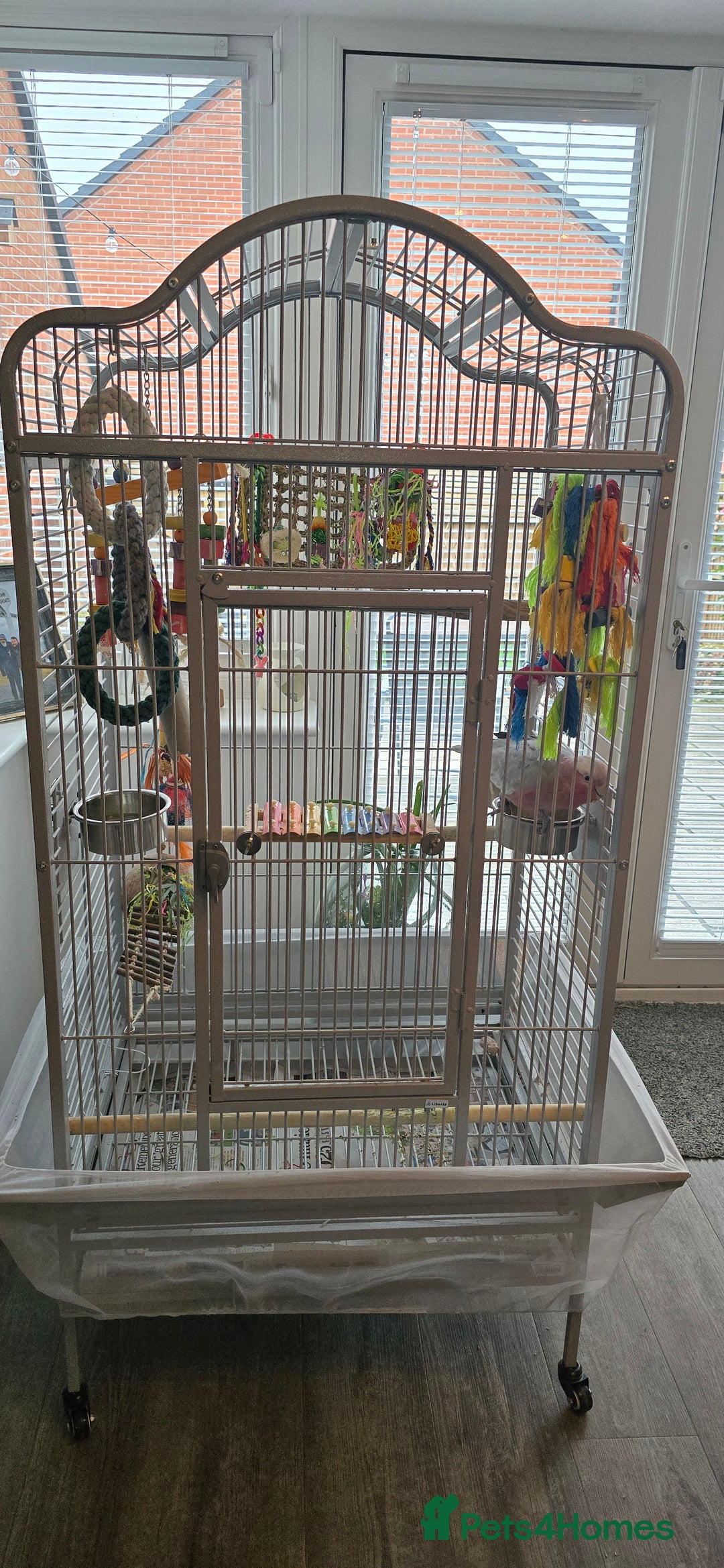 Cockatoo birds for sale: Galah Cockatoo - Advert 3