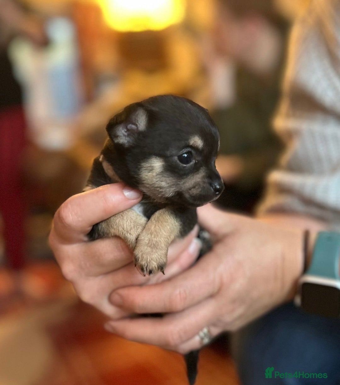 Chihuahua dogs for sale: Beautiful Chihuahua puppies ❤️🐾 - Image 6