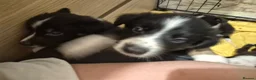 Mixed Breed dogs for sale: One male puppy for sale  - Advert 5