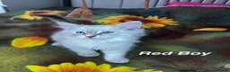 Siberian cats for sale: ❤️6 Beautiful Neva Masquerade x Ragdoll Kittens ❤️ - Advert 39