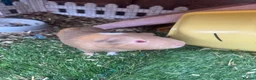 Guinea Pig rodents for sale: Male Guinea pigs  - Advert 2
