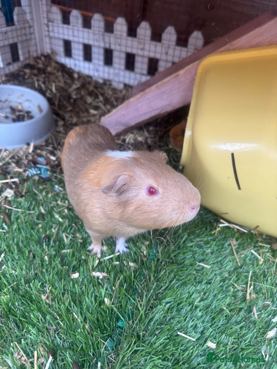 Guinea Pig rodents for sale: Male Guinea pigs  - Advert 2