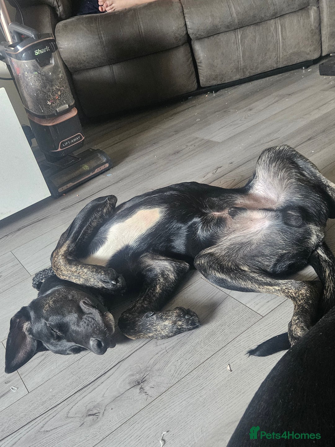 Mixed Breed dogs for sale: Cane corso cross german shepherd  - Image 4