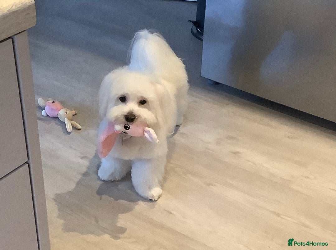 Coton De Tulear dogs for sale: Coton de Tulear, KC Registered Puppy - Advert 3
