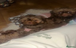 Shih Tzu dogs for sale: Stunning Karashishi Shih tzus - Image 9