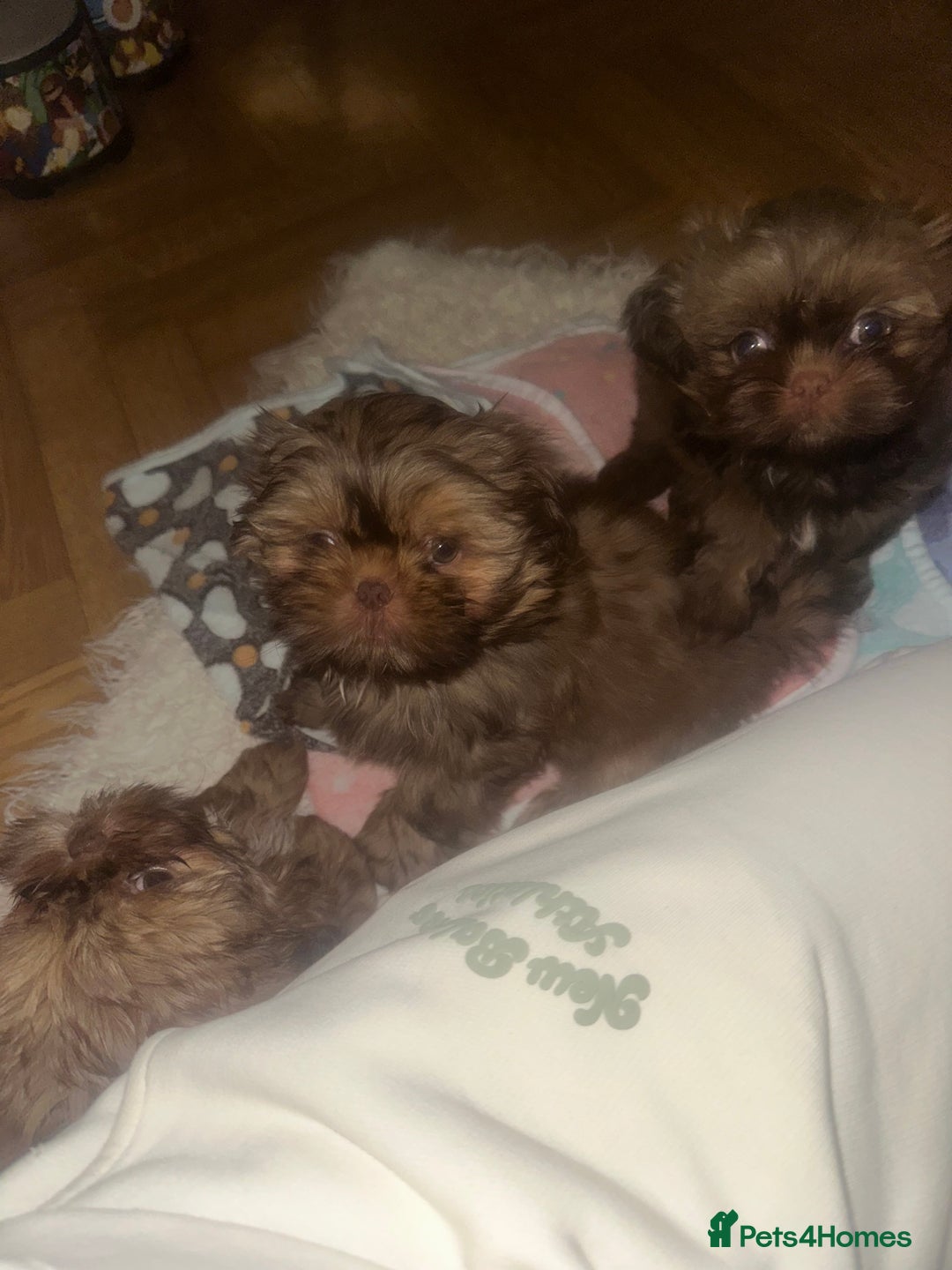 Shih Tzu dogs for sale: Stunning Karashishi Shih tzus - Image 9