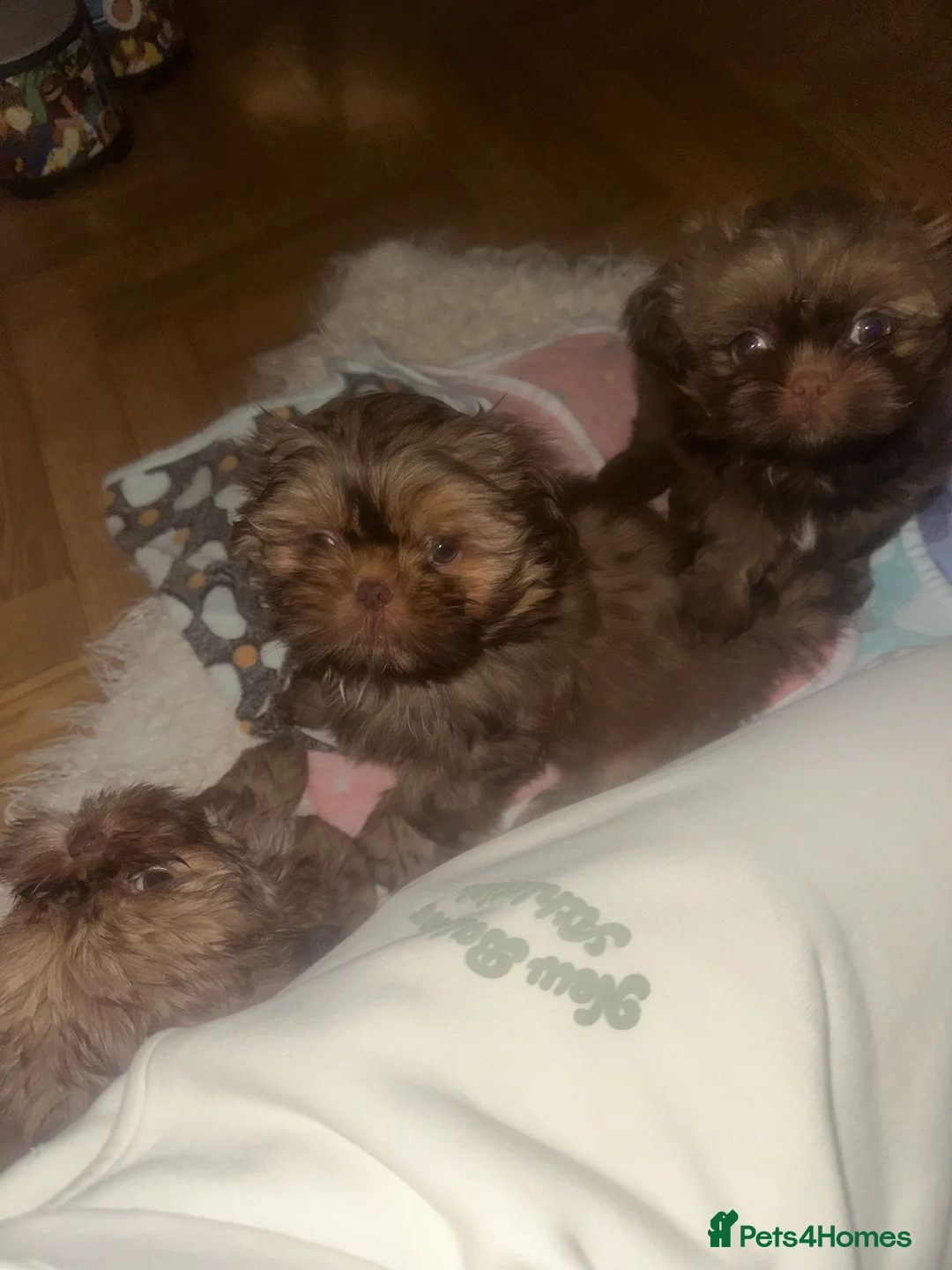 Shih Tzu dogs for sale: Stunning Karashishi Shih tzus - Advert 11