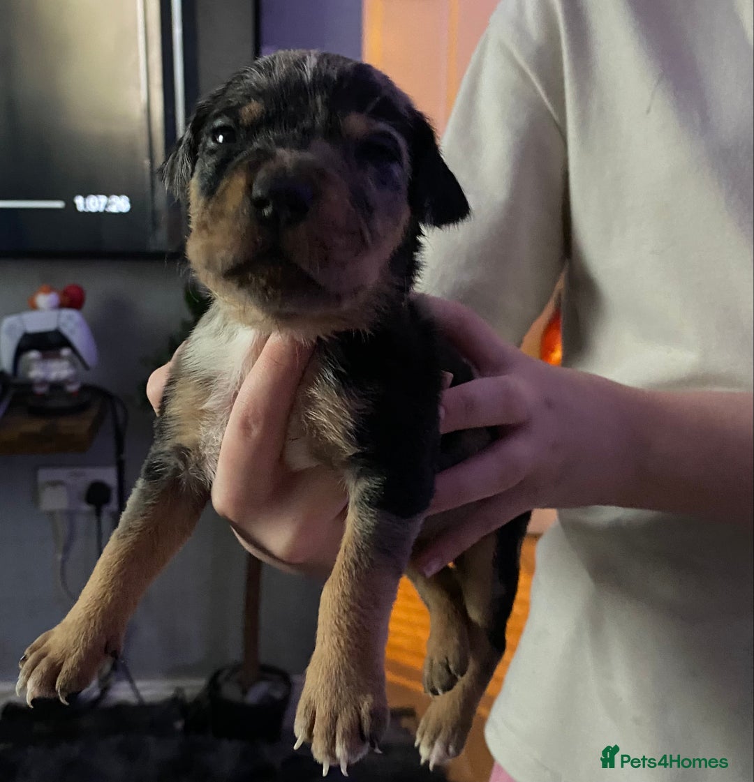 Mixed Breed dogs for sale: Cane corso x  - Image 19