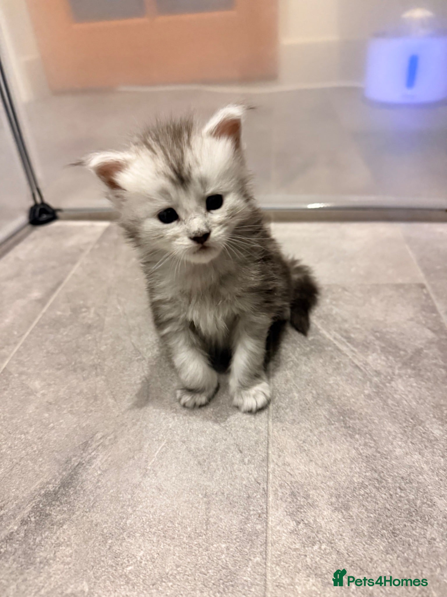 Maine Coon cats Maine Coon - TICA registered kittens 🐱  - Advert 13