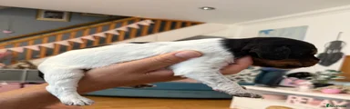 Brittany Spaniel Puppy 6