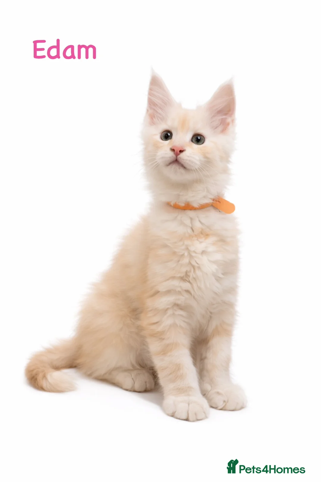 Maine Coon cats for sale: ✨ TICA Registered Maine Coon Kittens ✨ - Advert 40