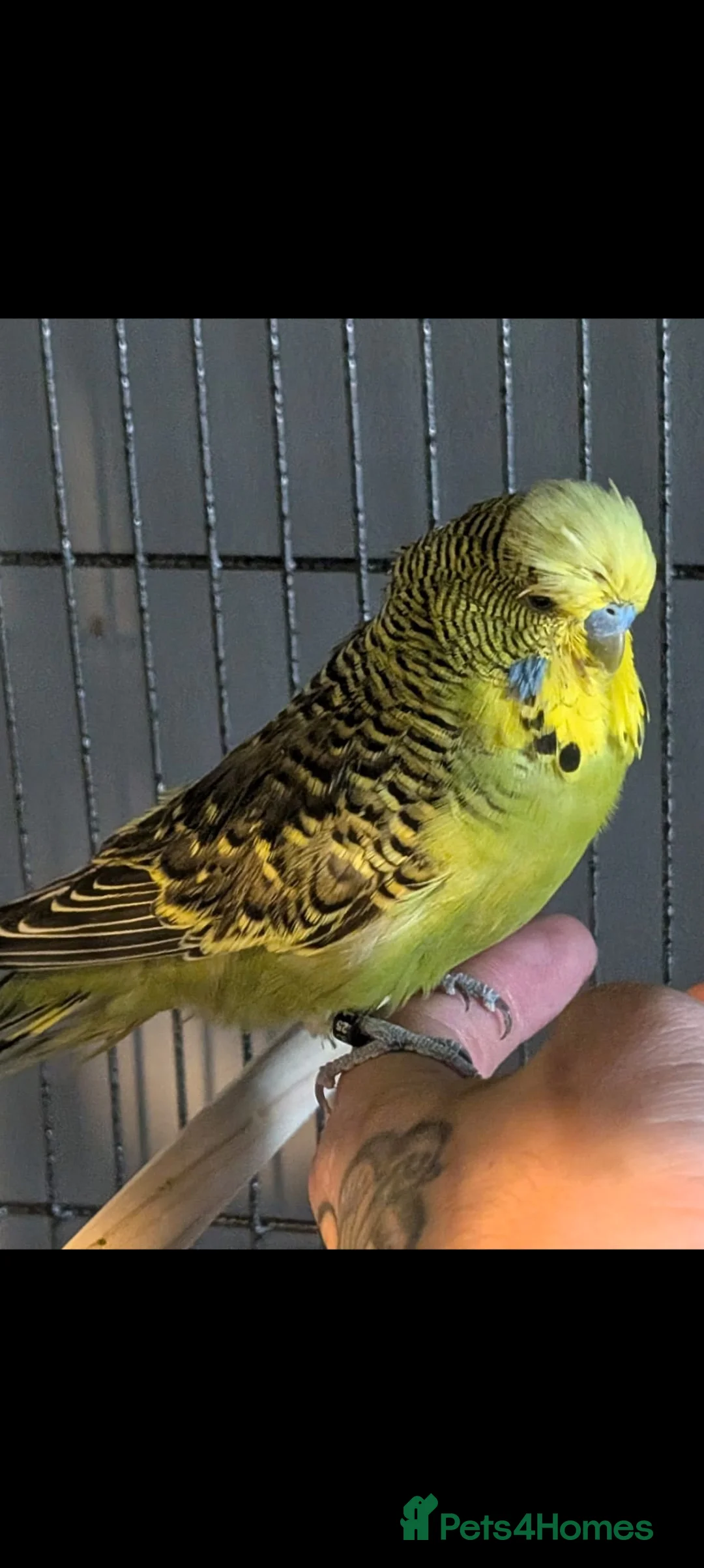 Budgerigars birds for sale: Budgie  - Advert 2