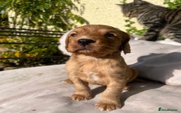 Cocker Spaniel dogs for sale: KC registerd working cocker spaniel puppies - Image 6