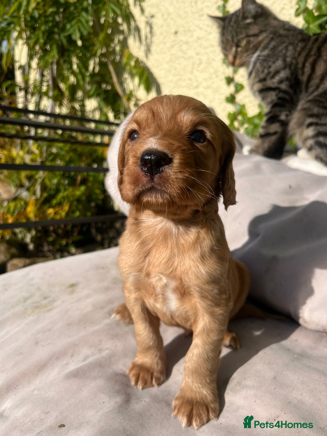 Cocker Spaniel dogs for sale: KC registerd working cocker spaniel puppies - Image 6