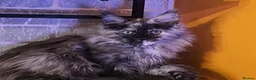 Maine Coon cats for sale: BEAUTIFUL MAINE COON KITTENS FOR SALE - Advert 4