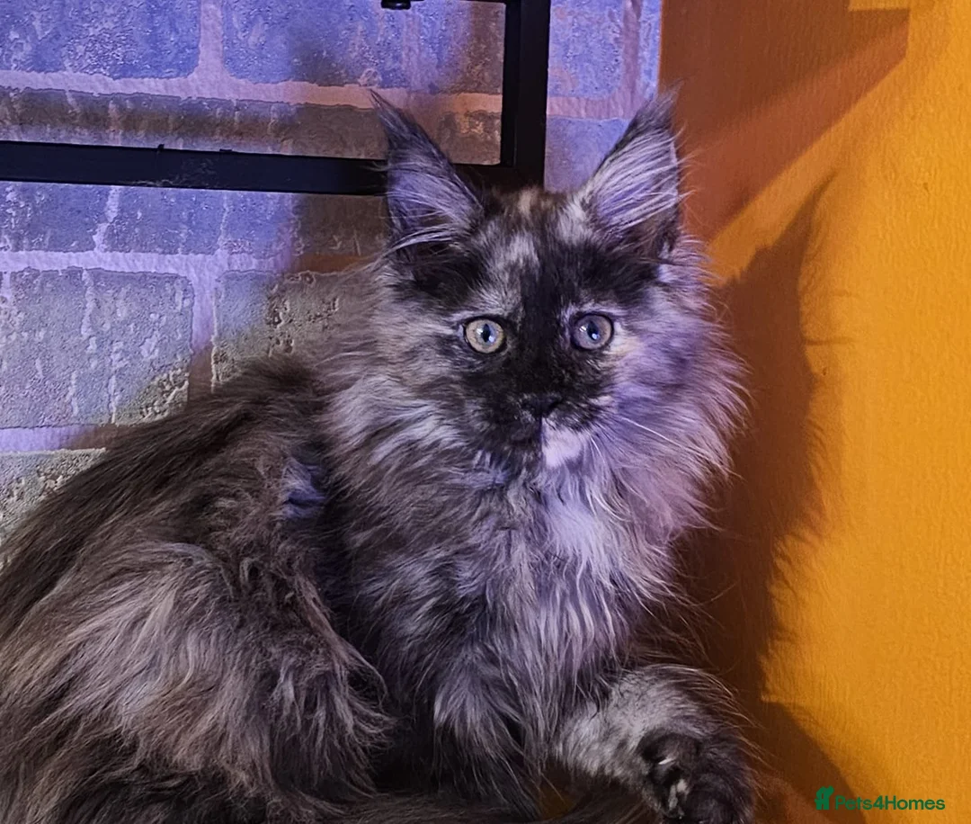 Maine Coon cats for sale: BEAUTIFUL MAINE COON KITTENS FOR SALE - Advert 4