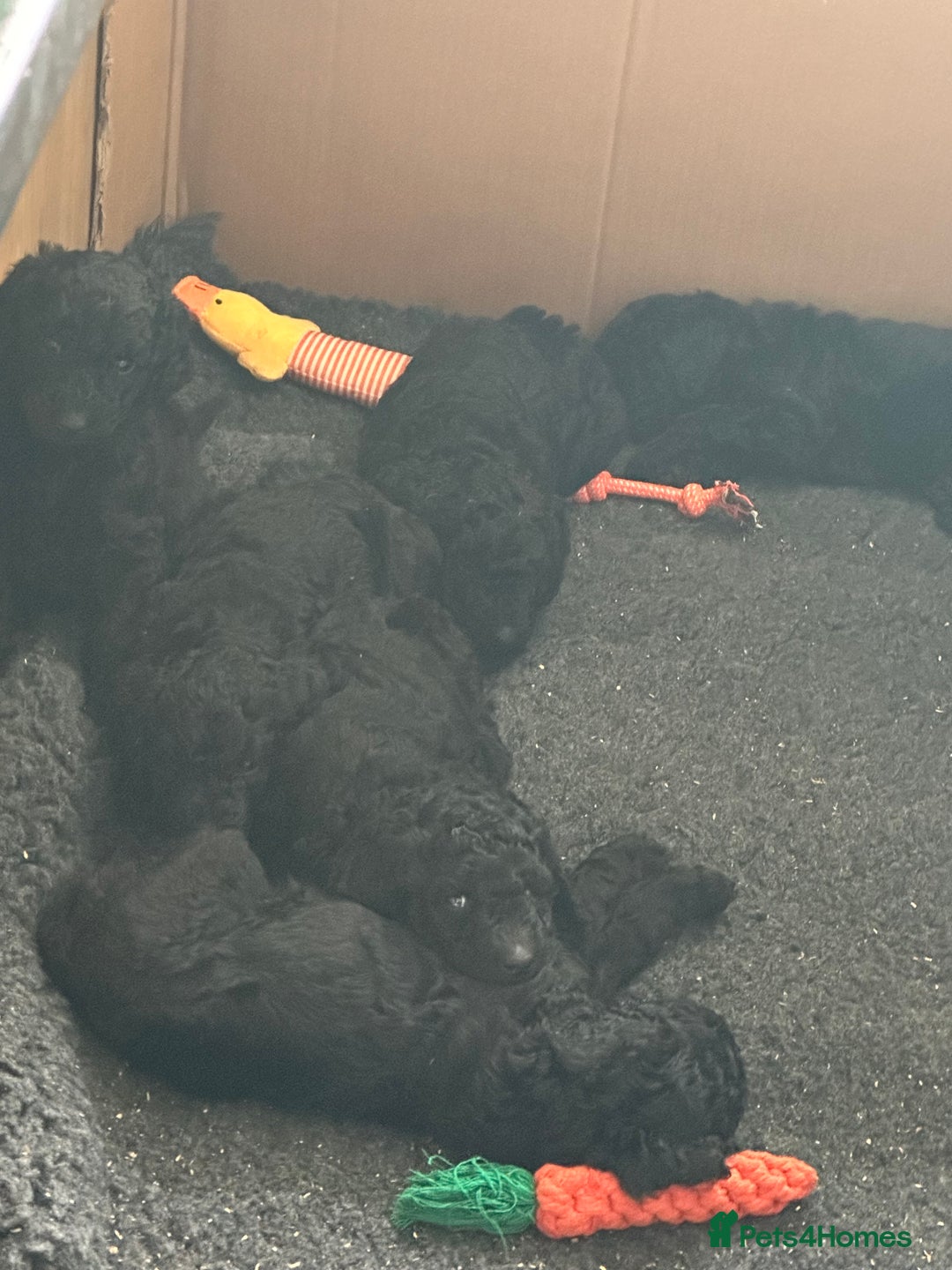 Standard Poodle dogs for sale: outstanding litter of standard poodle pups - Advert 4