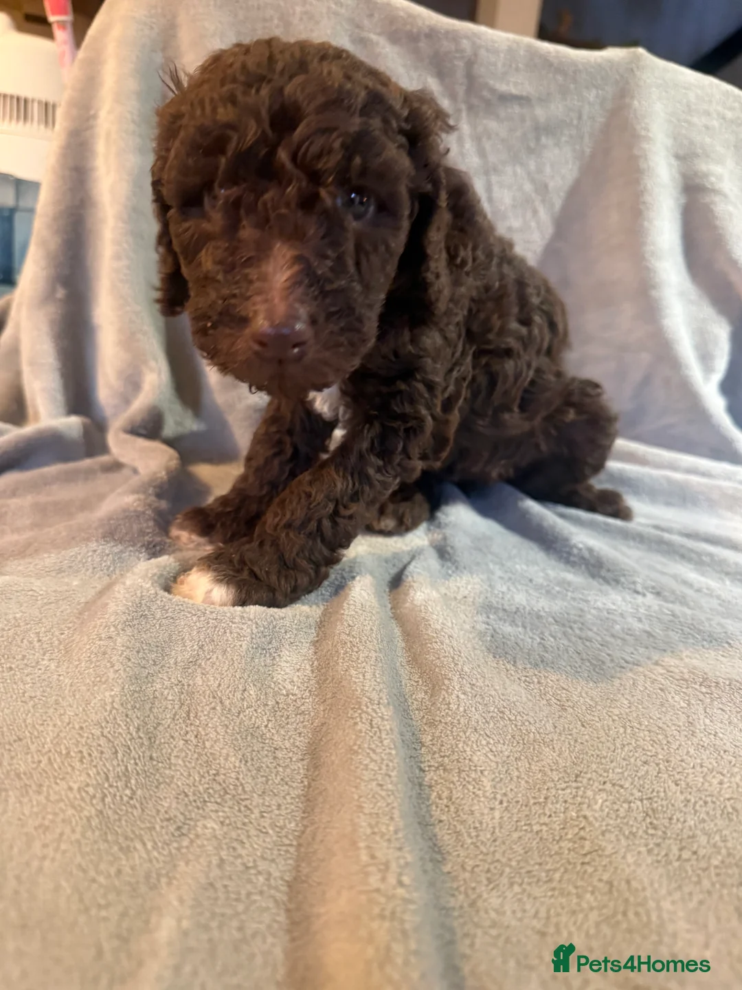 Standard Poodle dogs for sale: Standard poodle puppies  - Advert 13