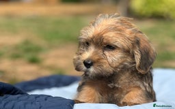 Mixed Breed dogs for sale: Stunning Norfolk terrier x jrt pups ready now - Image 27