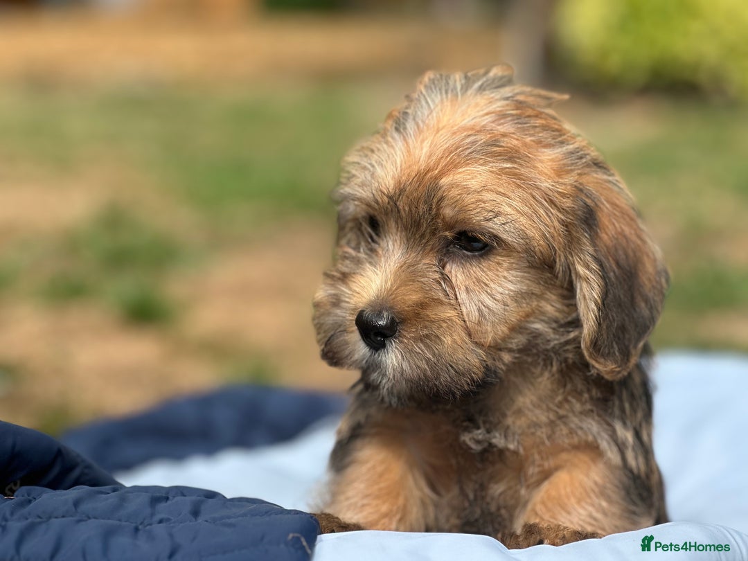 Mixed Breed dogs for sale: Stunning Norfolk terrier x jrt pups ready now - Image 27