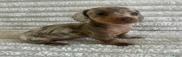 Miniature Dachshund dogs for sale: Kc registered miniature dachshund  - Advert 3