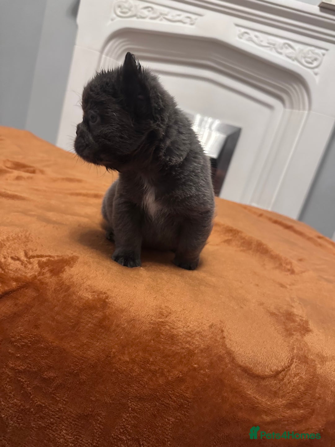 French Bulldog dogs for sale: Fluffy FrenchBulldogs - Image 16