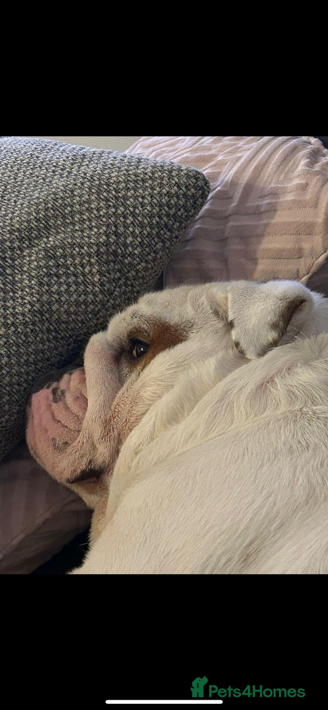 English Bulldog dogs for sale: Neil  - Image 18