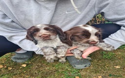 Sprocker dogs for sale: Sprocker puppies  - Image 5