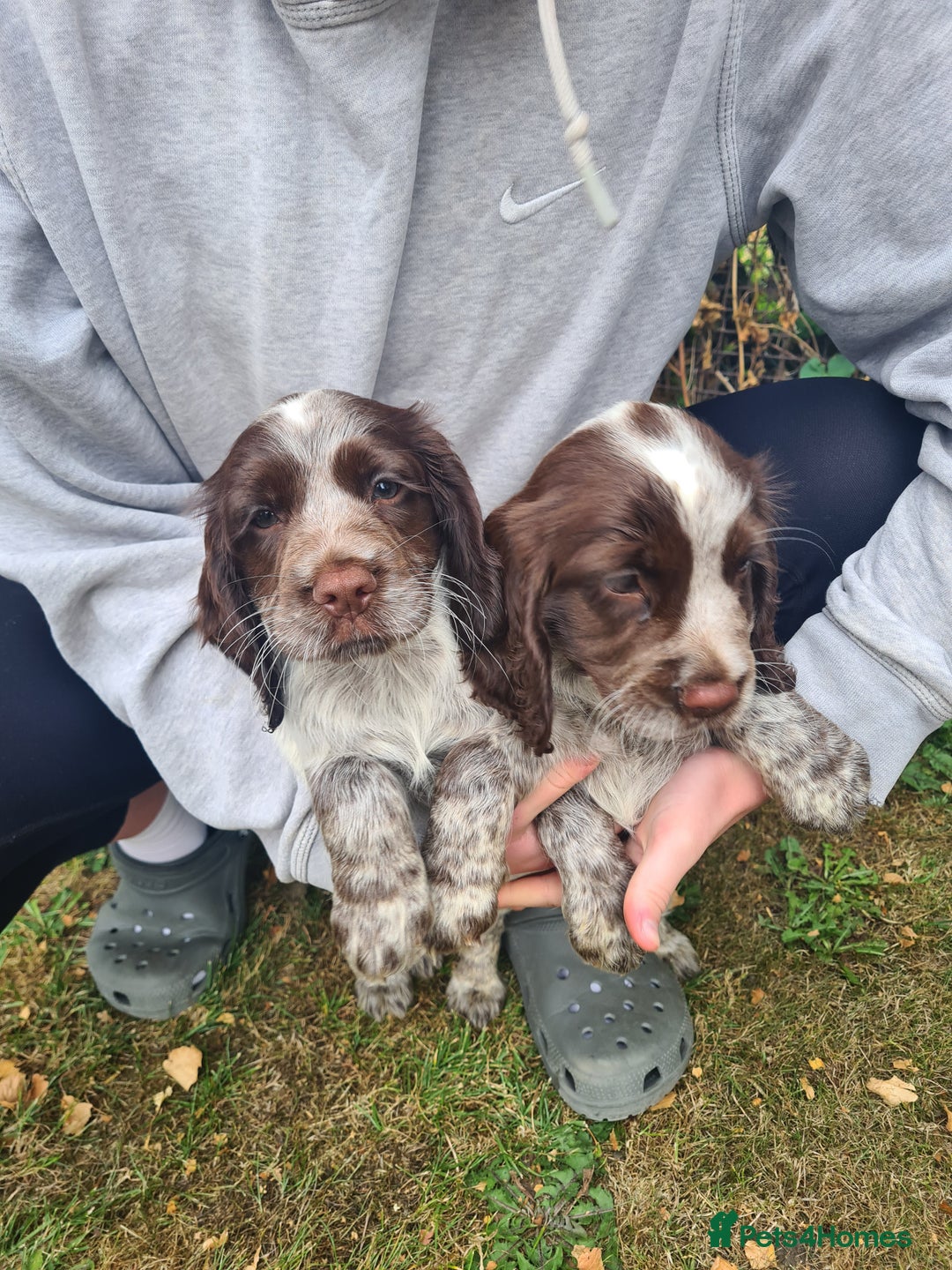 Sprocker dogs for sale: Sprocker puppies  - Image 5