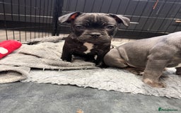 Mixed Breed dogs for sale: French staffys - Image 4