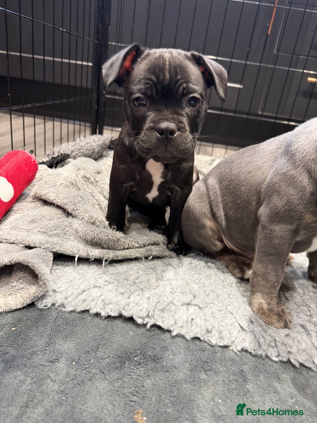 Mixed Breed dogs for sale: French staffys - Image 4