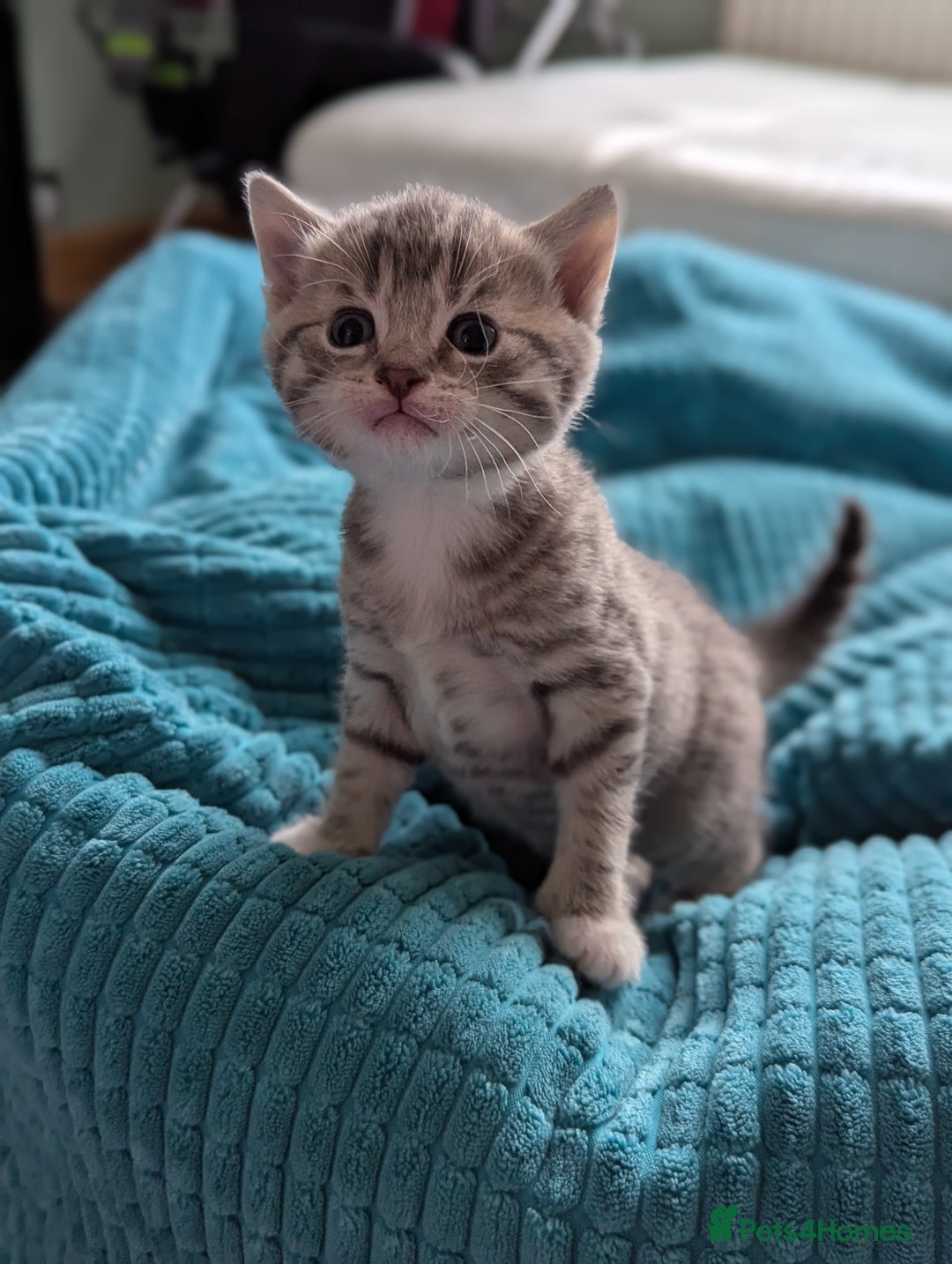 Mixed Breed cats for sale: 5 beautiful and playful kittens - Advert 4