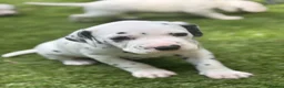 Dalmatian dogs for sale: Beautiful KC Registered Dalmatian Puppies - Advert 5