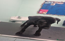 Mixed Breed dogs for sale: 13 week old labrador doberman puppy  - Image 2