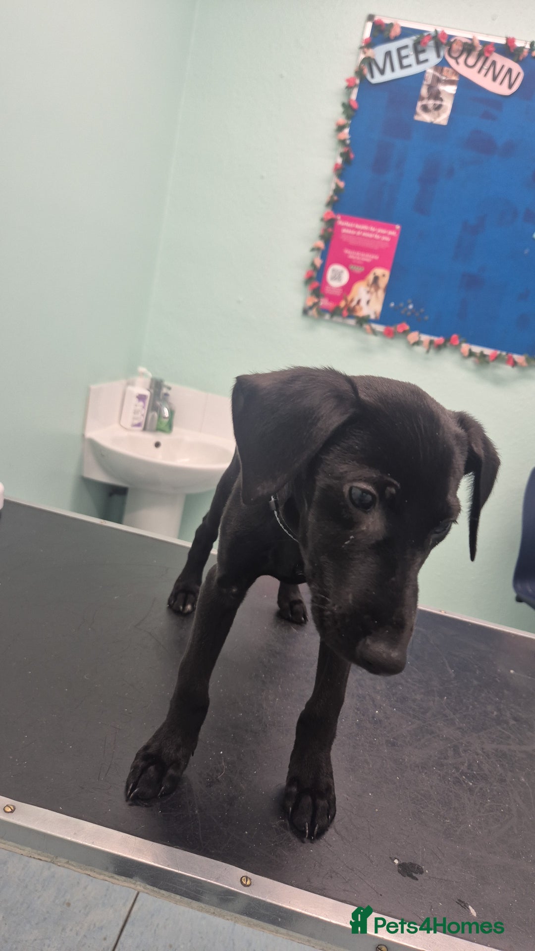 Mixed Breed dogs for sale: 13 week old labrador doberman puppy  - Image 2