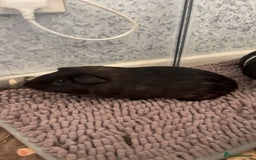 Guinea Pig rodents for sale: 2 male guinea pigs  - Image 5