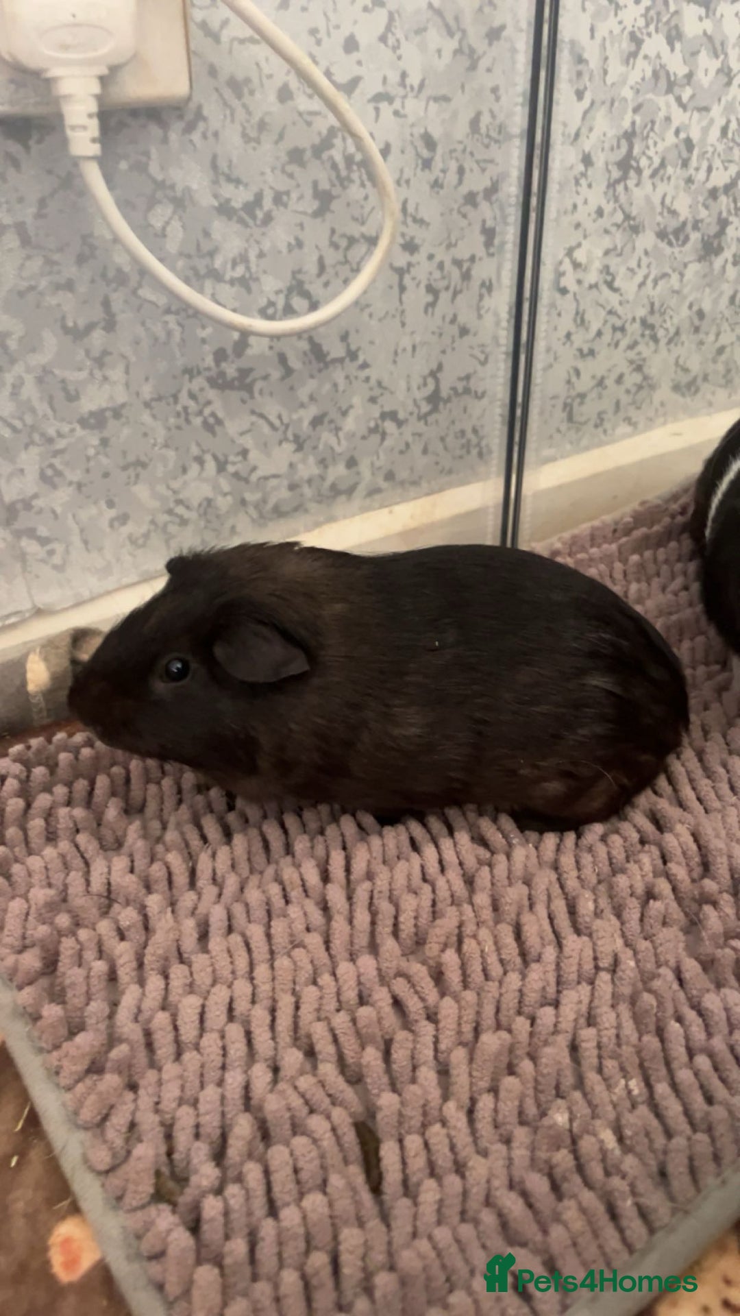 Guinea Pig rodents for sale: 2 male guinea pigs  - Image 5