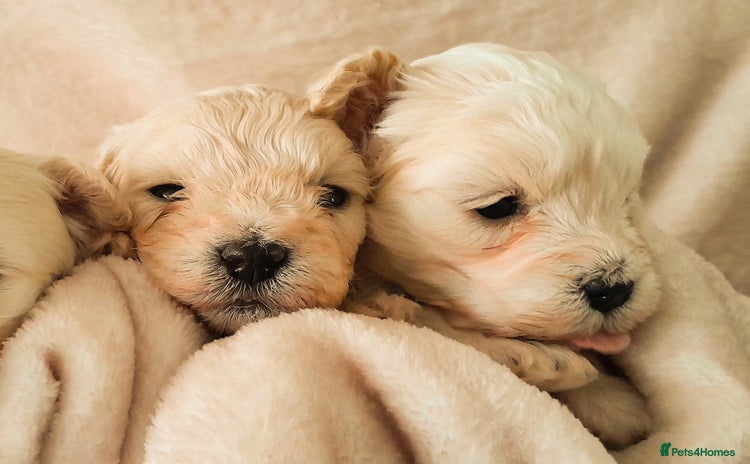 Maltipoo dogs - Advert 2