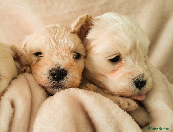 Maltipoo dogs - Advert 1