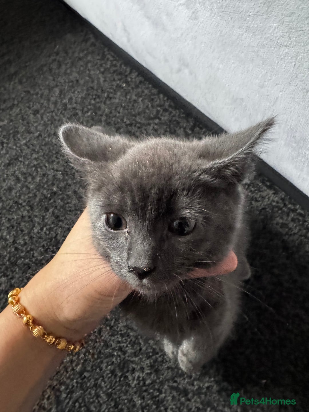 Mixed Breed cats for sale:  4 Kittens British long & short hair mixed breed. - Advert 18