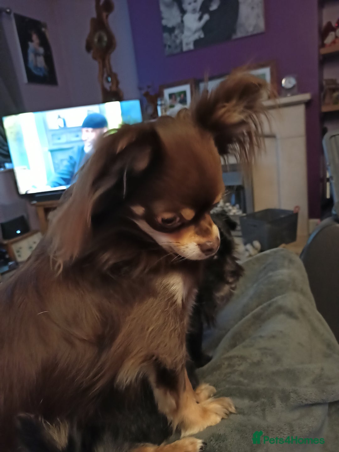 Chihuahua dogs for sale: Toto and Oz - Advert 5