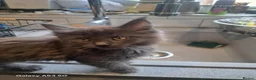 Maine Coon cats for sale: **REDUCED** PEDIGREE GCCF MAINE COON LAST ONE  - Advert 23