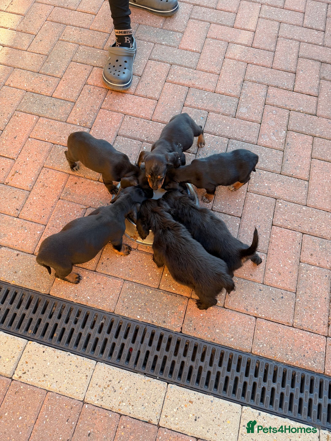 Mixed Breed dogs for sale: Docker puppies for sale  - Advert 13