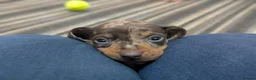 Dachshund dogs for sale: Gorgeous Smooth-Haired Dachshund Puppies - Advert 22
